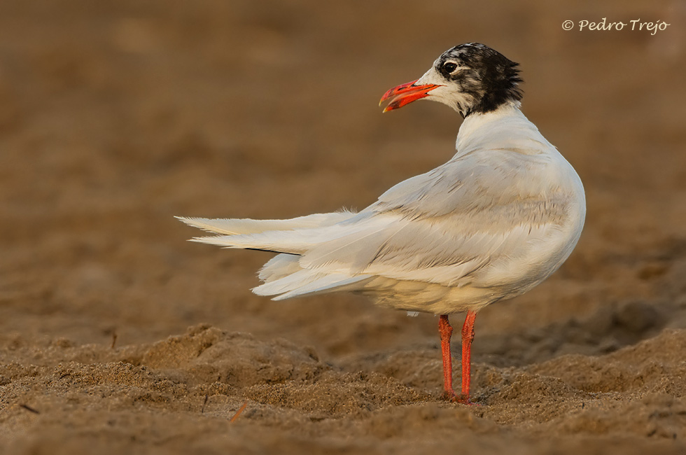 Gaviota cabecinegra (Larus melanocephalus)